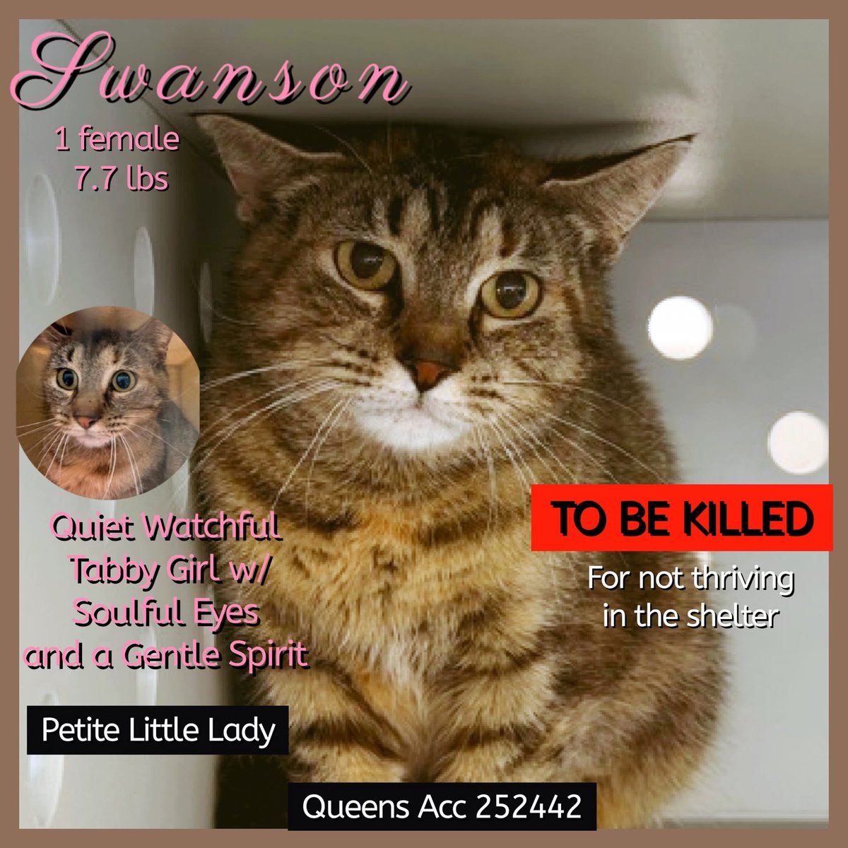 ngremmy's tweet photo. 🆘Please REPOST-adopt-foster🆘

SWANSON is on the “emergency placement” list at NYC AC&amp;C and needs out of the shelter by 12 NOON 8/8!

#TeamKittySOS https://t.co/5CGaGaQxOo https://t.co/VYoj2Bh87d