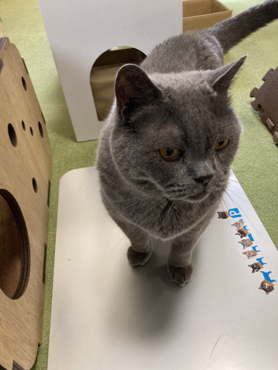 tomcat222hbt's tweet photo. @cafeneko8 国スポ青森開催記念・猫八マッスル💪対決😼を三連単で当てよう！？
最下位は多分◯っ◯◯かも🤭 https://t.co/QEWvVNOZXz