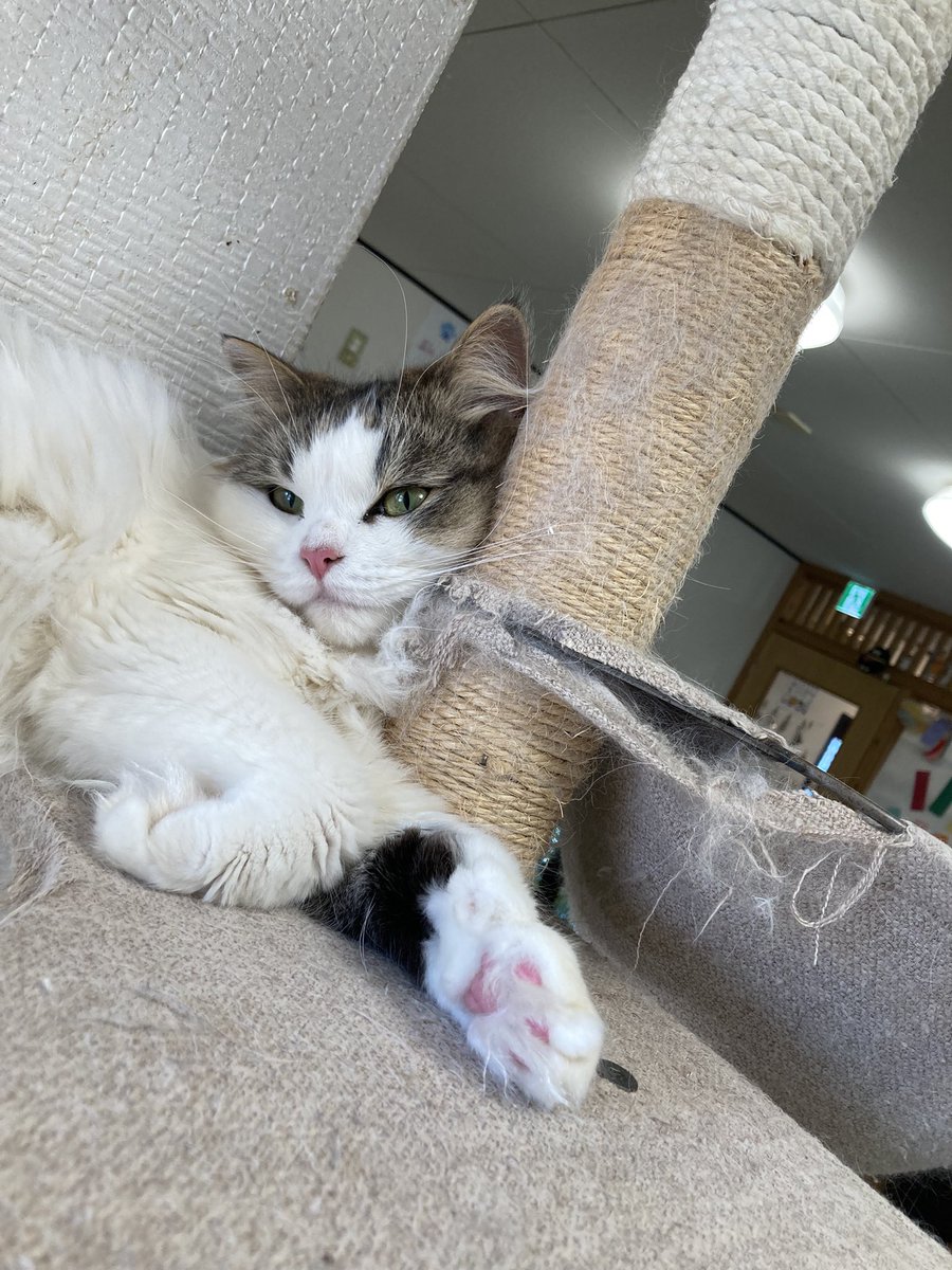 tomcat222hbt's tweet photo. @cafeneko8 国スポ青森開催記念・猫八マッスル💪対決😼を三連単で当てよう！？
最下位は多分◯っ◯◯かも🤭 https://t.co/QEWvVNOZXz