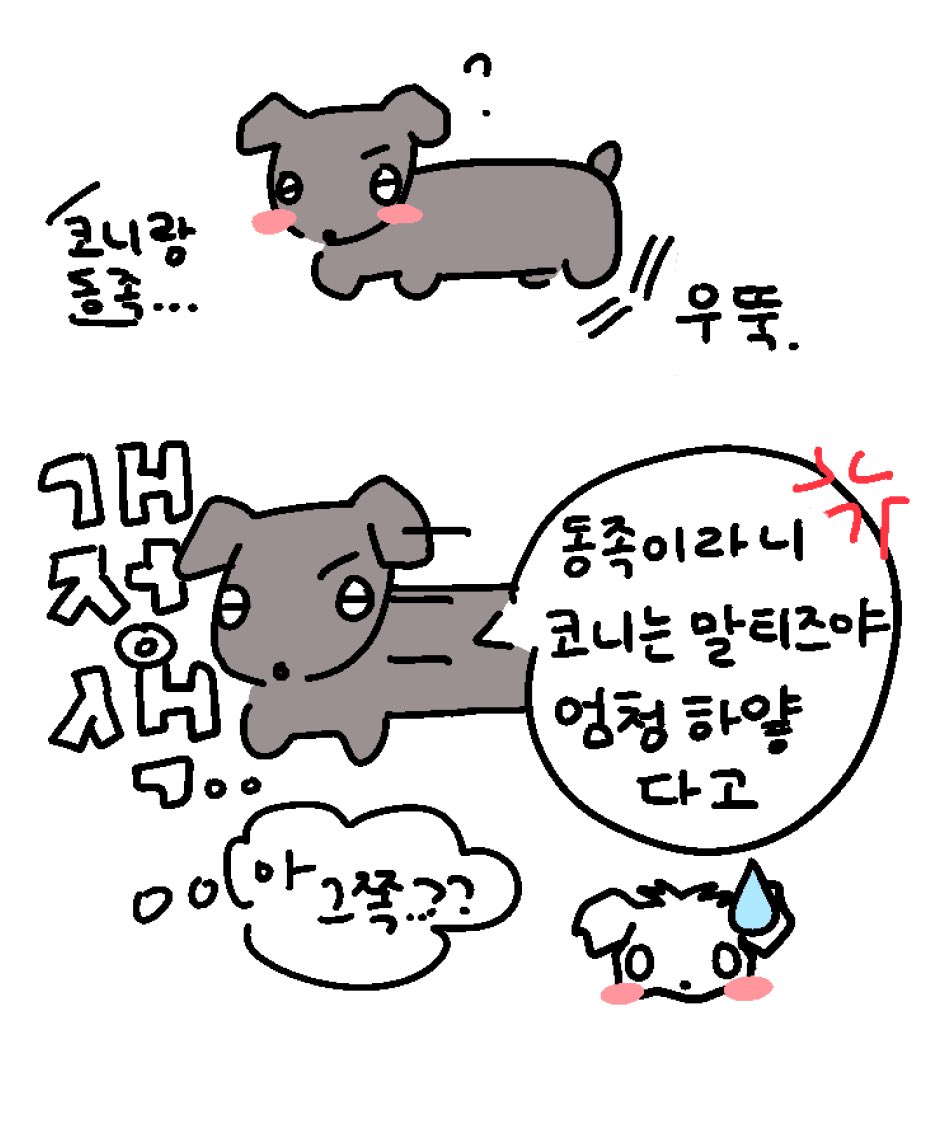 mulandmeong's tweet photo. 동족이라니코니는말티즈야엄청하얗다고 https://t.co/pDCLaKavGA