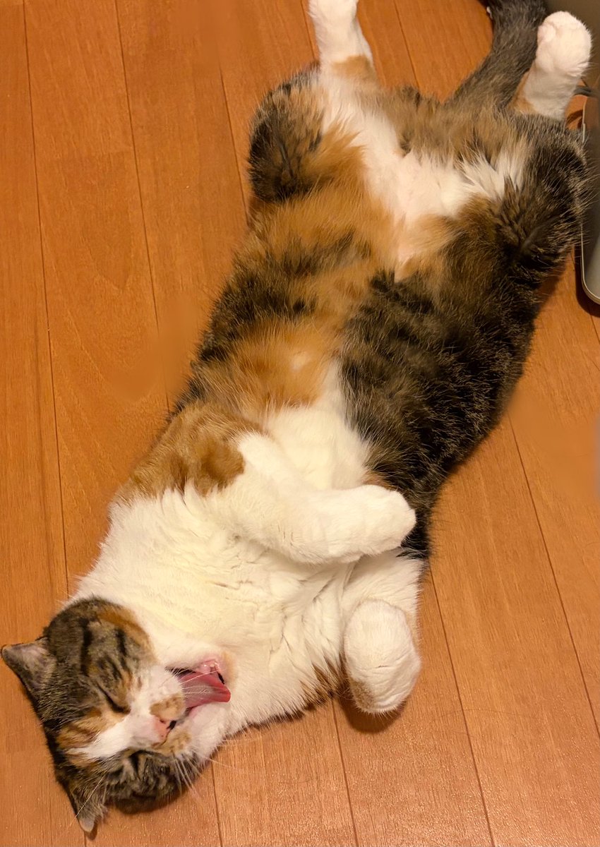 mayo202201's tweet photo. さすが猫親子

同じ瞬間なんだけど、似た体勢で寝てた
ちな顔も手先の太さも性格も似てる
1、2枚目娘のおはぎ、3枚目父親のレオン https://t.co/YCXb7z573l