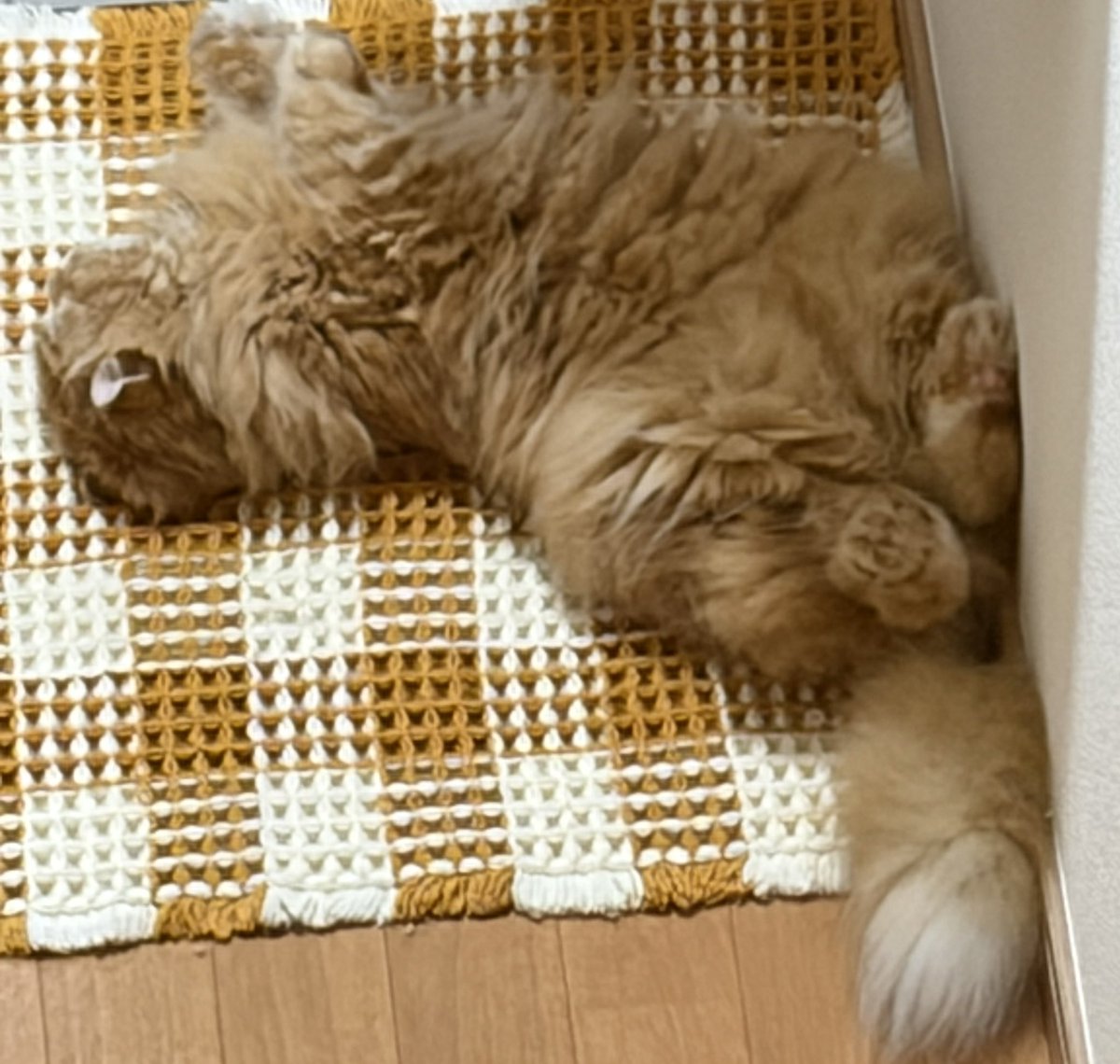 mayo202201's tweet photo. さすが猫親子

同じ瞬間なんだけど、似た体勢で寝てた
ちな顔も手先の太さも性格も似てる
1、2枚目娘のおはぎ、3枚目父親のレオン https://t.co/YCXb7z573l