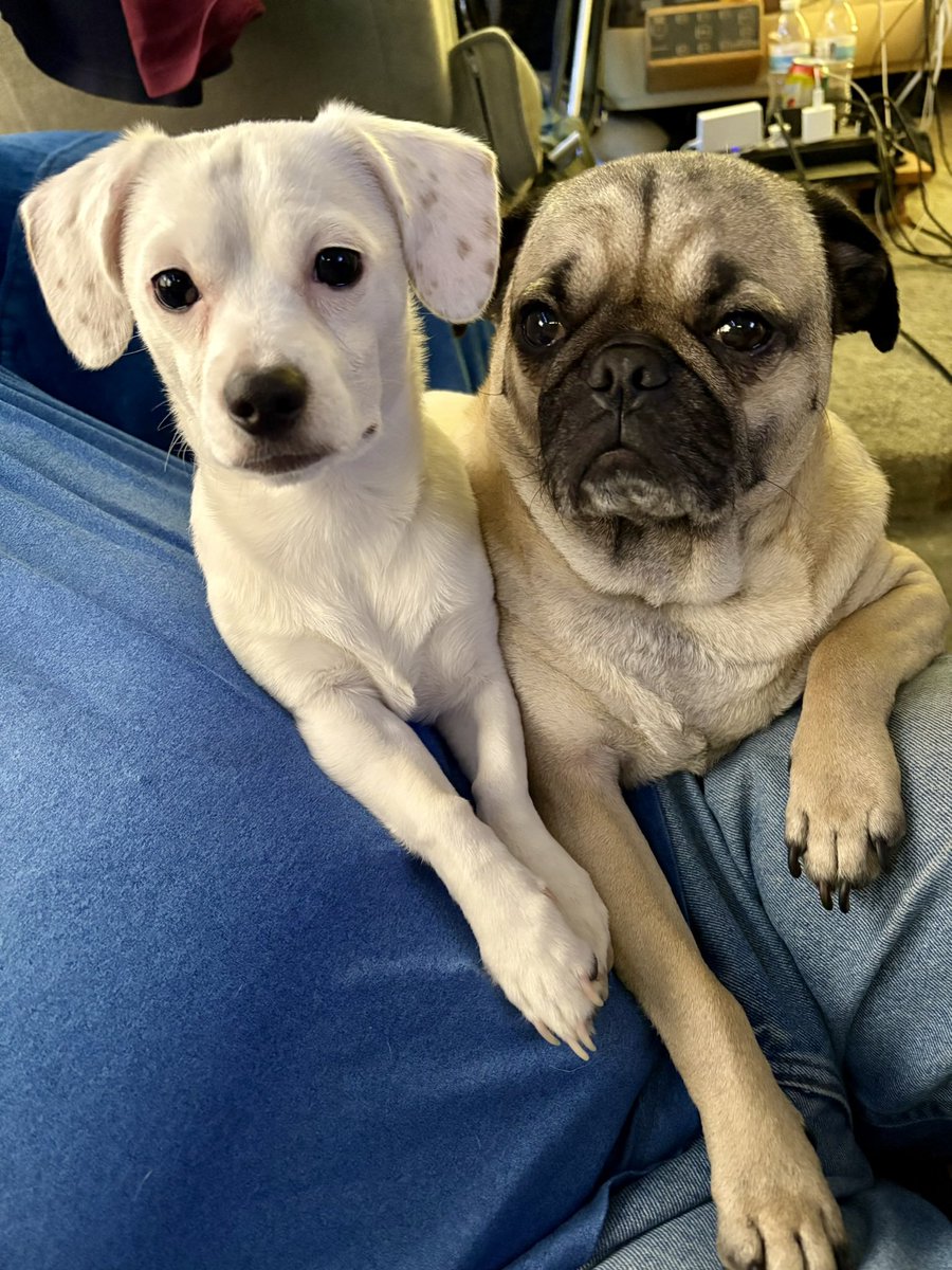 HealthierMarie's tweet photo. @saintofreality My doggies. Iggy and Auggie. https://t.co/MPaeomZChF