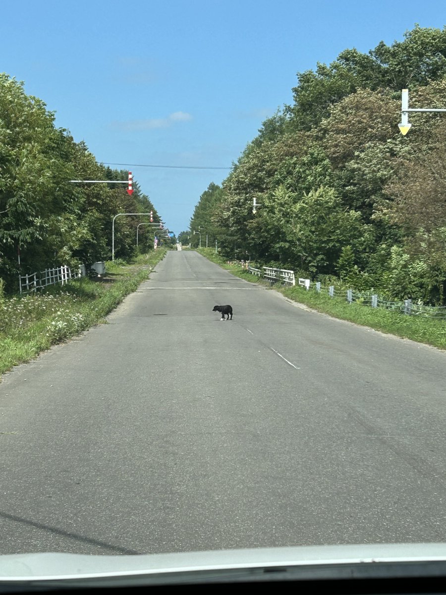 ichinosuke111's tweet photo. 夏の思い出1

犬かよ！ https://t.co/R6luoxaY4v