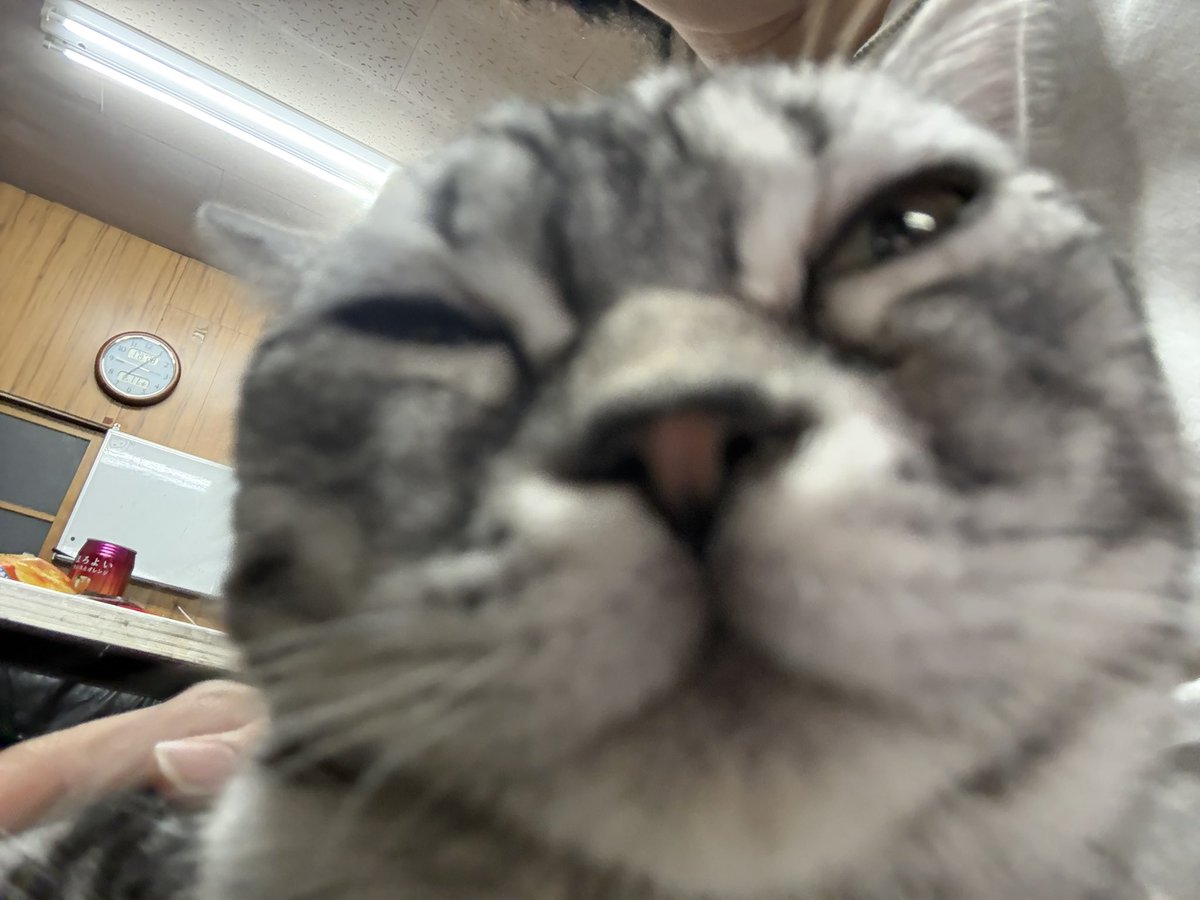 DASHRAN26's tweet photo. ぶさいくなねこめ https://t.co/SRL7RHibL3