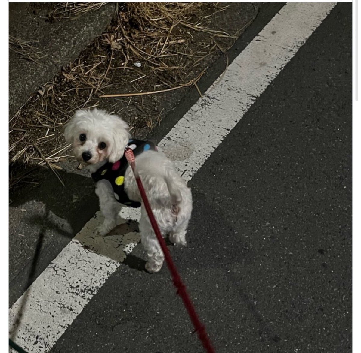 hitanx28's tweet photo. #迷子犬探してます  #マルプー #5歳オス #人懐っこい

3ヶ月が過ぎましたが
今もずっと子供達と日々探し回っています。
どんな些細な情報でも構いません。
何かありましたら教えてください… https://t.co/SD68uw6tji
