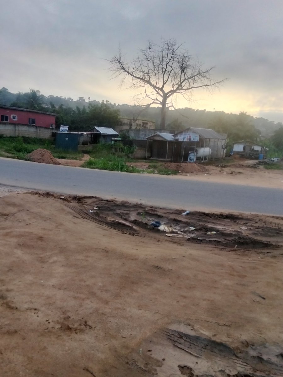 Lantatv01's tweet photo. We’re in the rainy season, but how come this tree doesn’t have a single leaf? 🌿

What could be the reason? https://t.co/tqlxLU0MO5