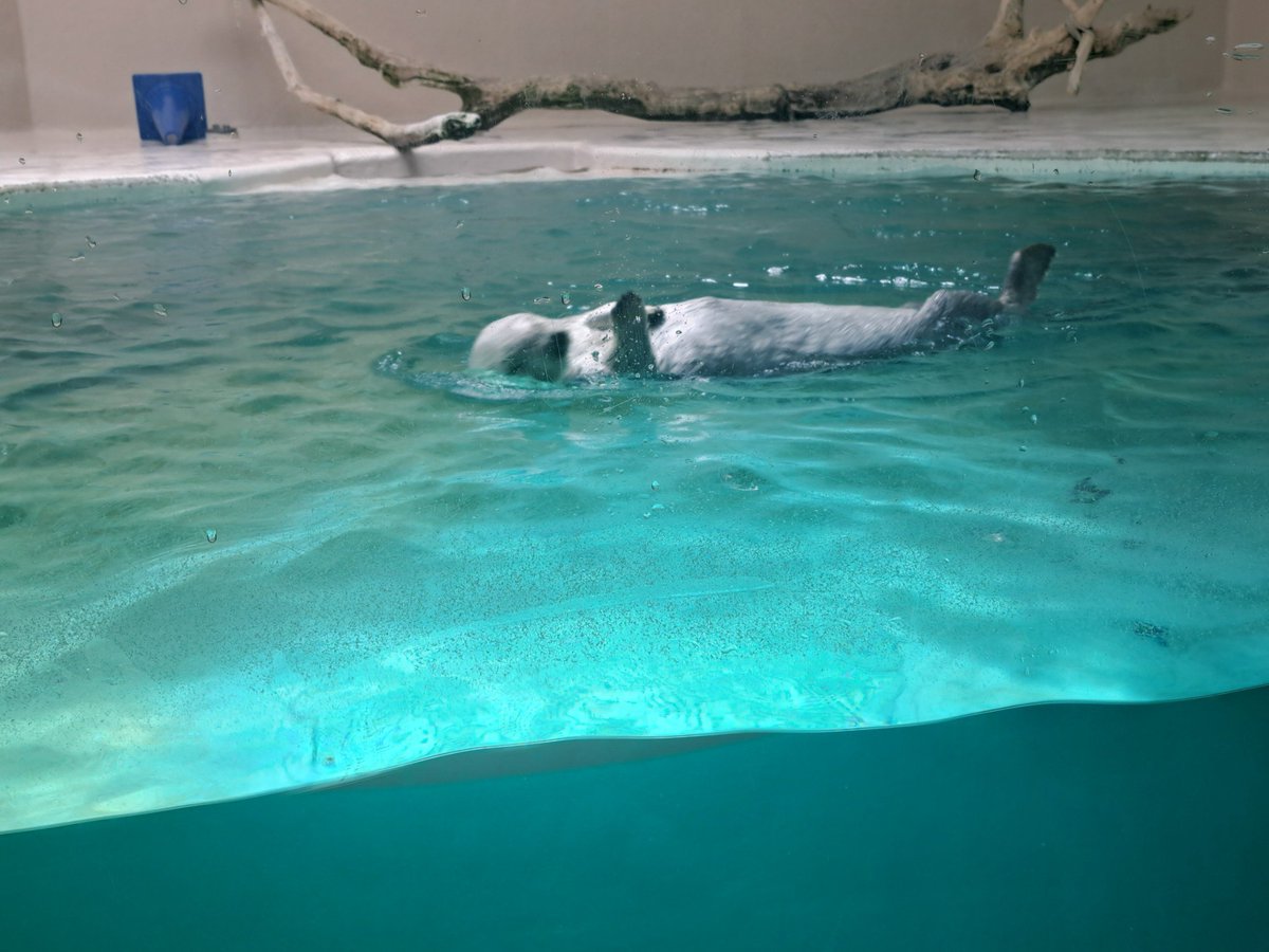 ayano81415's tweet photo. 初鳥羽水族館いってきた！
ラッコとマナフィ見れたのよかった https://t.co/2ioh5W4FIc