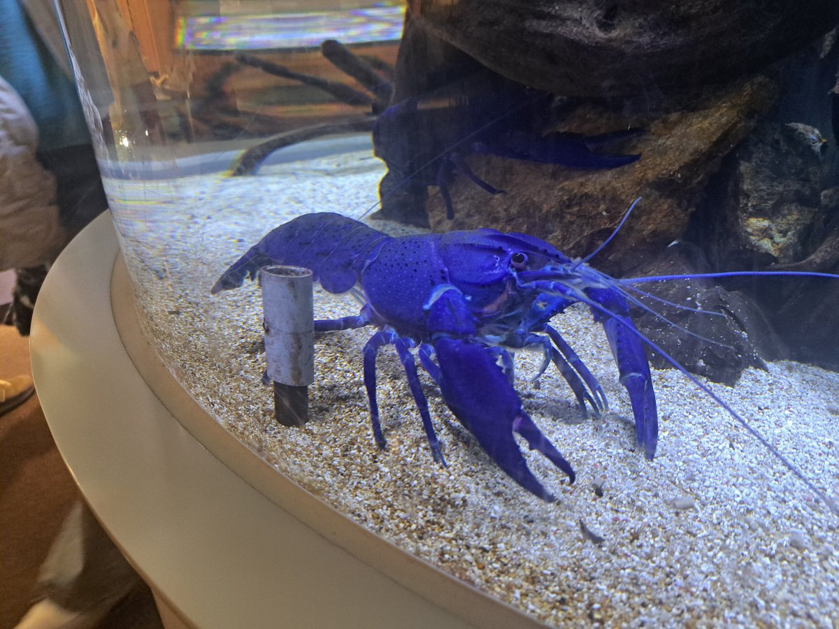ayano81415's tweet photo. 初鳥羽水族館いってきた！
ラッコとマナフィ見れたのよかった https://t.co/2ioh5W4FIc