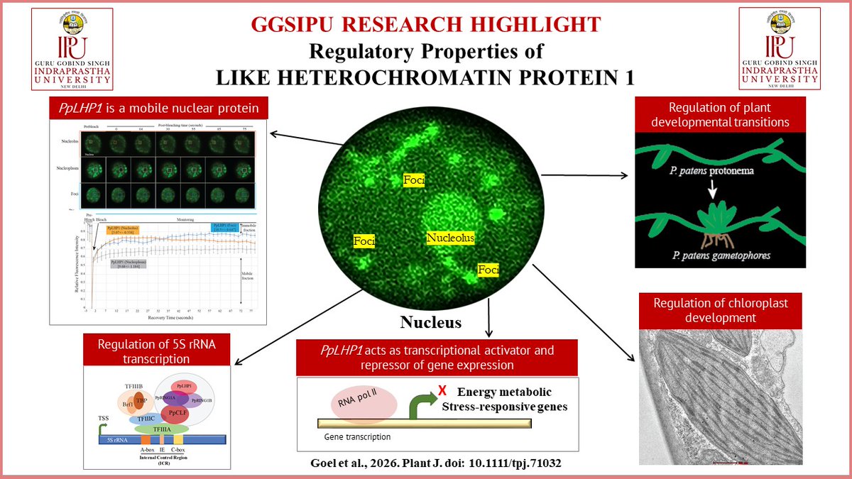 GGSIPUIndia's tweet photo. Guru Gobind Singh Indraprastha University congratulates the research team from the 𝐔𝐧𝐢𝐯𝐞𝐫𝐬𝐢𝐭𝐲 𝐒𝐜𝐡𝐨𝐨𝐥 𝐨𝐟 𝐁𝐢𝐨𝐭𝐞𝐜𝐡𝐧𝐨𝐥𝐨𝐠𝐲 on the publication of their latest research in the internationally reputed journal 𝐓𝐡𝐞 𝐏𝐥𝐚𝐧𝐭 𝐉𝐨𝐮𝐫𝐧𝐚𝐥. (1/4) https://t.co/8THwcQ7BQV