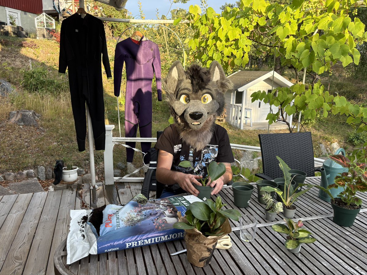 SzurkyWolf's tweet photo. After swiming It’s time to take care of my plants :) 

📸 @Andrew_fox62 

#FursuitFriday #furrywolf #furryfandom #proudfurry #furrycommunity https://t.co/KXdtpGdojj