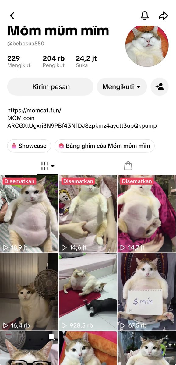 Pigcute_'s tweet photo. @MunchMunc_21 Soon $momcat x100 from here 204k followers on TikTok https://t.co/wNJazaOkId