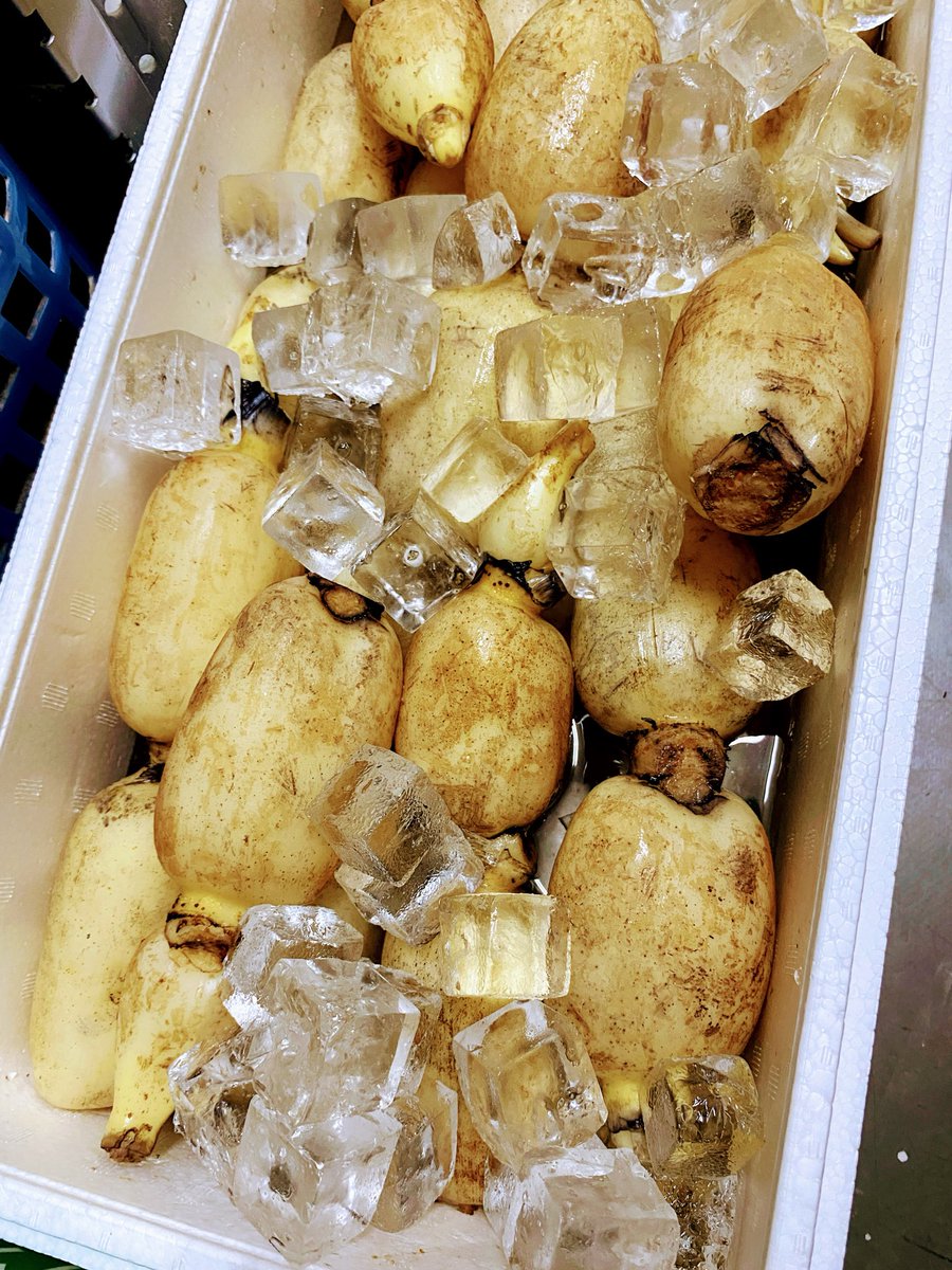 UdonEki's tweet photo. 【速報】今年の初物土浦のれんこん、入荷しました！🎉
農家さんが大切に育ててくれた、とれたてのれんこんです。
この新鮮な味を、ぜひみなさんに味わっていただきたいです！
✨ れんこんの天ぷら 150円
✨ ずるびきうどん 980円
ぜひ、今しか出合えない美味しさを体験しに来てくださいね！ https://t.co/G1QdJmis8A