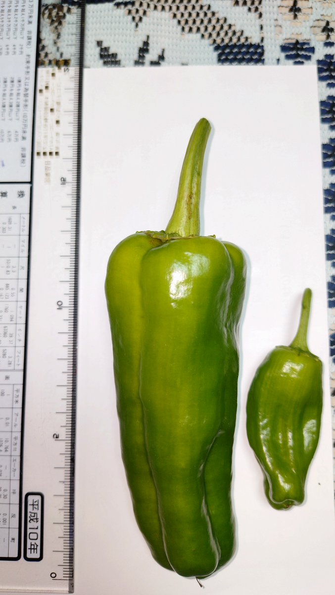 na_hito's tweet photo. 鉢植えピーマンは早取りで栽培してますが、遅めの収穫で大きめサイズのピーマンがなりました。実の部分で11cm超え。 https://t.co/nfvIbQrxBL