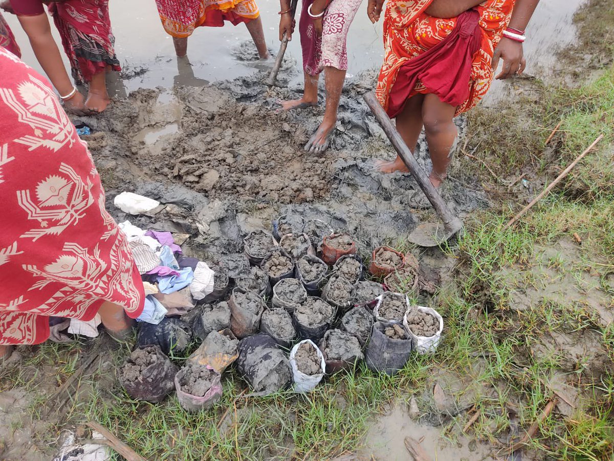 tulsighata's tweet photo. 🌿 Protecting the Sundarbans, one mangrove at a time.

Together with local women, Tulsighata Sankalpa Trust is working to restore mangroves and protect communities from climate threats. 🌱💚

#SaveSundarbans #MangroveConservation #SankalpaTrust https://t.co/SltPceaDol