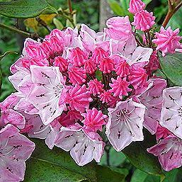 FX58059661's tweet photo. 今日の誕生日花は?

8月7日 金曜日

カルミア

花言葉：神秘的な思い出

アメリカを代表する常緑低木で、

コネチカット州の州花となっています。

春に傘をひっくり返したような

小さな花が手毬のように集まって咲かせます。

#今日の誕生日花 https://t.co/6Dn3vsq3SN
