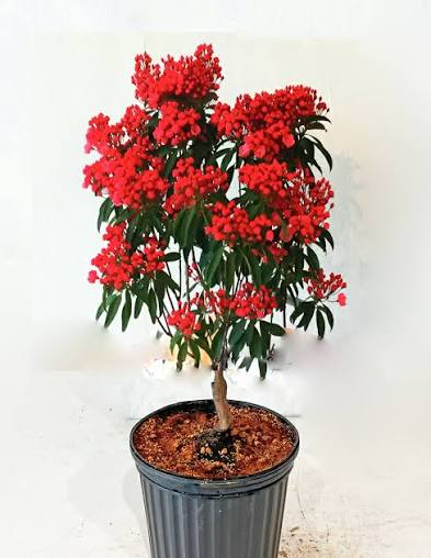 FX58059661's tweet photo. 今日の誕生日花は?

8月7日 金曜日

カルミア

花言葉：神秘的な思い出

アメリカを代表する常緑低木で、

コネチカット州の州花となっています。

春に傘をひっくり返したような

小さな花が手毬のように集まって咲かせます。

#今日の誕生日花 https://t.co/6Dn3vsq3SN