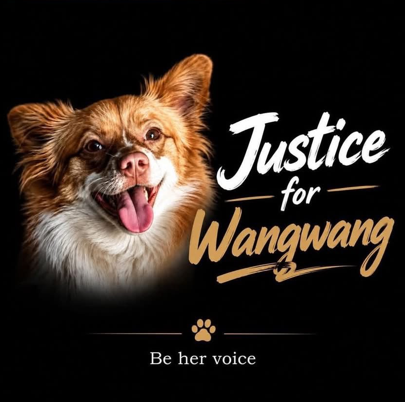 LiamHiedlerX's tweet photo. A Mother Dog And Her Puppies Were Tortured And Murdered By 6 Chinese Children — Sign The Petition!
https://t.co/UlimjizzjM
#AnimalRights #AnimalLovers #BoycottChina #JusticeForWangWang https://t.co/tArlLp0aXR