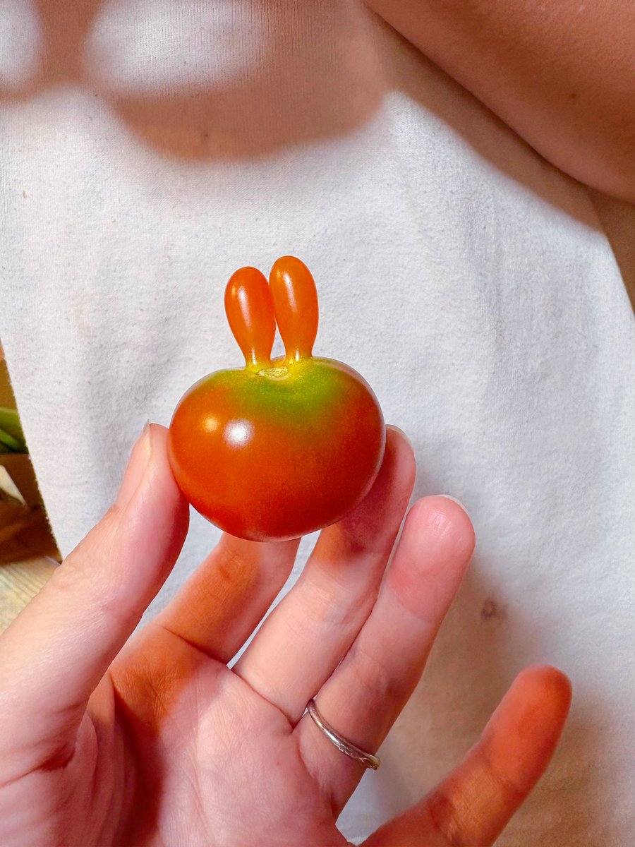 poco0v0's tweet photo. 世界一かわいいトマト採れたからみんな見てえ〜！！！！🍅🐰🍅🐰🍅🐰🍅🐰🍅🐰🍅🐰🍅🐰🍅🐰🍅🐰🍅 https://t.co/eUkdXs0Mv4