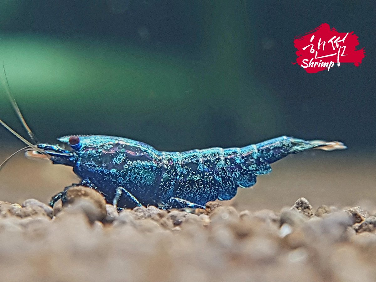 jangche48314155's tweet photo. Blue Galaxy Nova
#shrimptank #caridina #oePurple #shrimpbreeding #shrimpbreeder #beeshrimp #shrimpaquarium #aquarium #aquariumplants #aquariumfish #aquariumtank #レッドビーシュリンプ #aquariumlife #akwarium #aquariums #fishtank #fishtanks #fishofinstagram #Hornet https://t.co/ct7XNdQCZk
