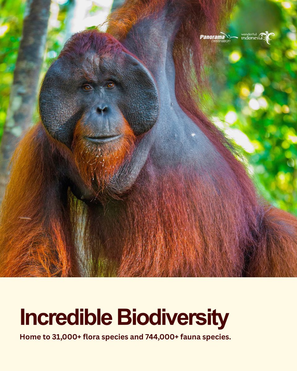 PDESOfficial's tweet photo. More than 17,000 islands, 10 UNESCO World Heritage Sites, and incredible wildlife. Indonesia has endless reasons to steal your heart. 🇮🇩✨
We're ready to help you discover the very best of Indonesia.
#travelconference #iftm #eventparis https://t.co/xjsRsr6GLX