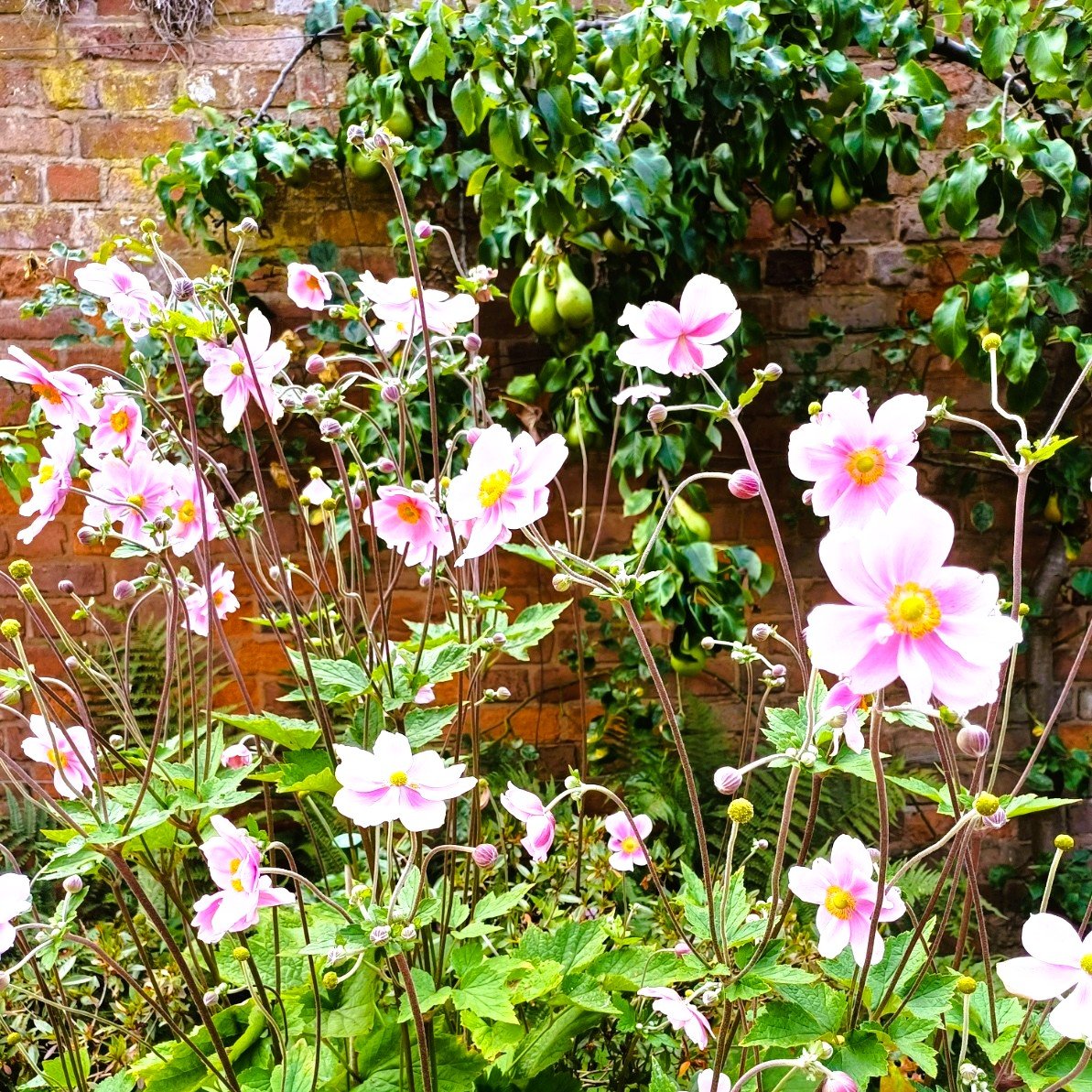 pac1610's tweet photo. #FlowersonFriday at #Greyfriars #NationalTrust! 💚🍐🌸🍐🩷 @ThePhotoHour @VisitWorcs #Worcester #flowers #FlowersofX #NaturePhotography https://t.co/h0182UJpud