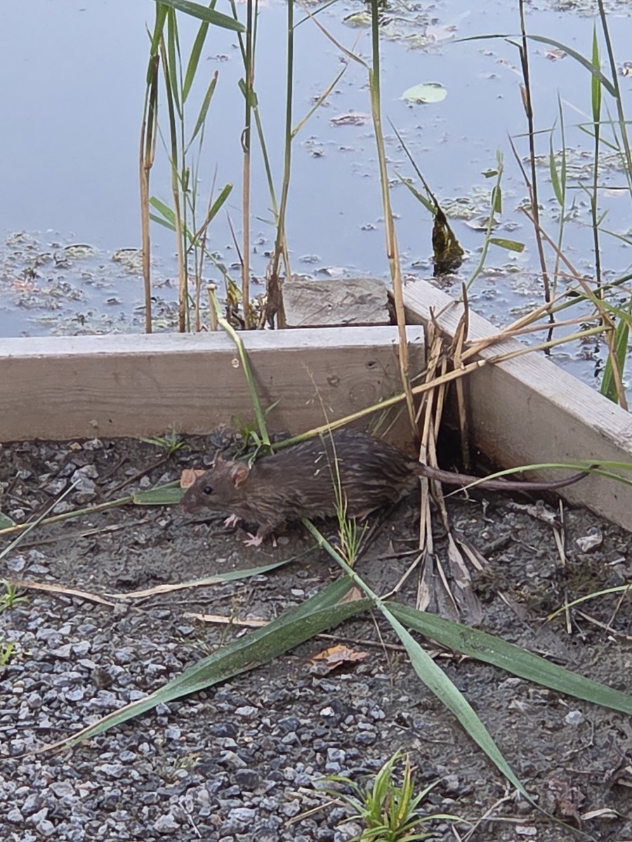 Snalster's tweet photo. an rat https://t.co/arCigMlp2A