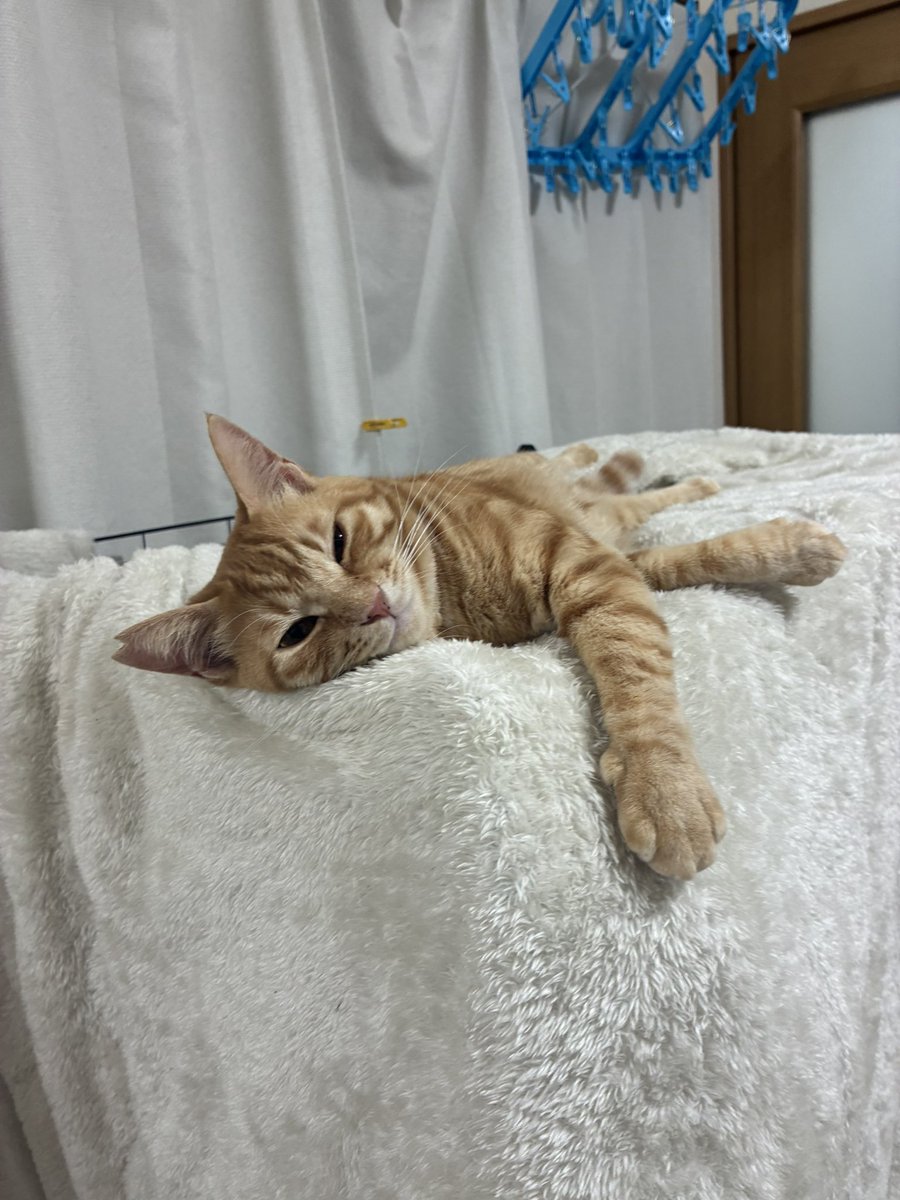 cha_ma_0819's tweet photo. 眠い顔可愛いね〜
#猫好きさんと繋がりたい
#猫のいる生活　#猫のいる暮らし https://t.co/hWWF3rsDPX