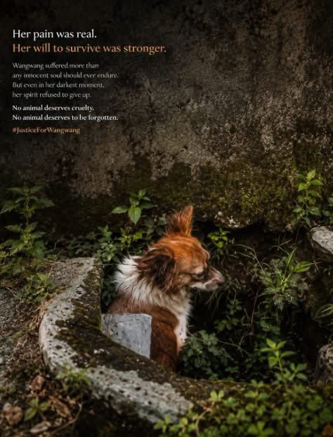 brave9159's tweet photo. 💔🐾 WANGWANG’IN SON ÇAĞRISI: UNUTMA, UNUTTURMA!

Bu fotoğraf yalnızca bir köpeğin fotoğrafı değil.

Bu; korkunun, acının, çaresizliğin ve insan zulmünün karşısında sessizce hayatta kalmaya çalışan milyonlarca masum köpeğin yüzüdür.

Wangwang’ın o duvarın dibindeki küçücük alana sığınmış hâli, dünyanın hafızasından silinmemeli. Çünkü o görüntü, hayvanlara yapılan zulmün ne kadar korkunç boyutlara ulaşabileceğinin acı bir kanıtıdır.

Onun yaşadığı söylenen ağır yaralanmalar, korku ve acı; dünyanın dört bir yanında insanların görmediği, duymadığı, bilmediği ya da görmezden geldiği sayısız hayvanın yaşadığı acının da bir sembolüdür.

Wangwang artık yalnızca Wangwang değildir.

O, dünyanın dört bir yanında korkuyla saklanan, yaralanan, terk edilen, işkence gören ve yardım bekleyen tüm köpeklerin sembolüdür.

Bu yüzden onu unutturmamalıyız.

Bugün paylaşmalıyız.
Yarın yeniden paylaşmalıyız.
Her gün, her gün, her gün dünyaya hatırlatmalıyız.

Çünkü bazı görüntüler unutulursa, onların anlattığı acılar da unutulur.

Wangwang’ın yaşadığı acı, yalnızca geçmişte kalmış bir hikâye olmamalı. Onun hikâyesi, bugün hâlâ zulüm gören her köpek için bir uyarı, bir vicdan çağrısı ve değişimin başlangıcı olmalı. 🐾

#JusticeForWangwang #JusticeForAnimals #StopAnimalCruelty #EndAnimalAbuse #AnimalRights #ProtectAnimals #SpeakForTheVoiceless #JusticeForDogs #CompassionForAnimals #AnimalWelfare #EndCruelty #DogsDeserveBetter #SaveAnimals #BeTheirVoice #NeverForgotten