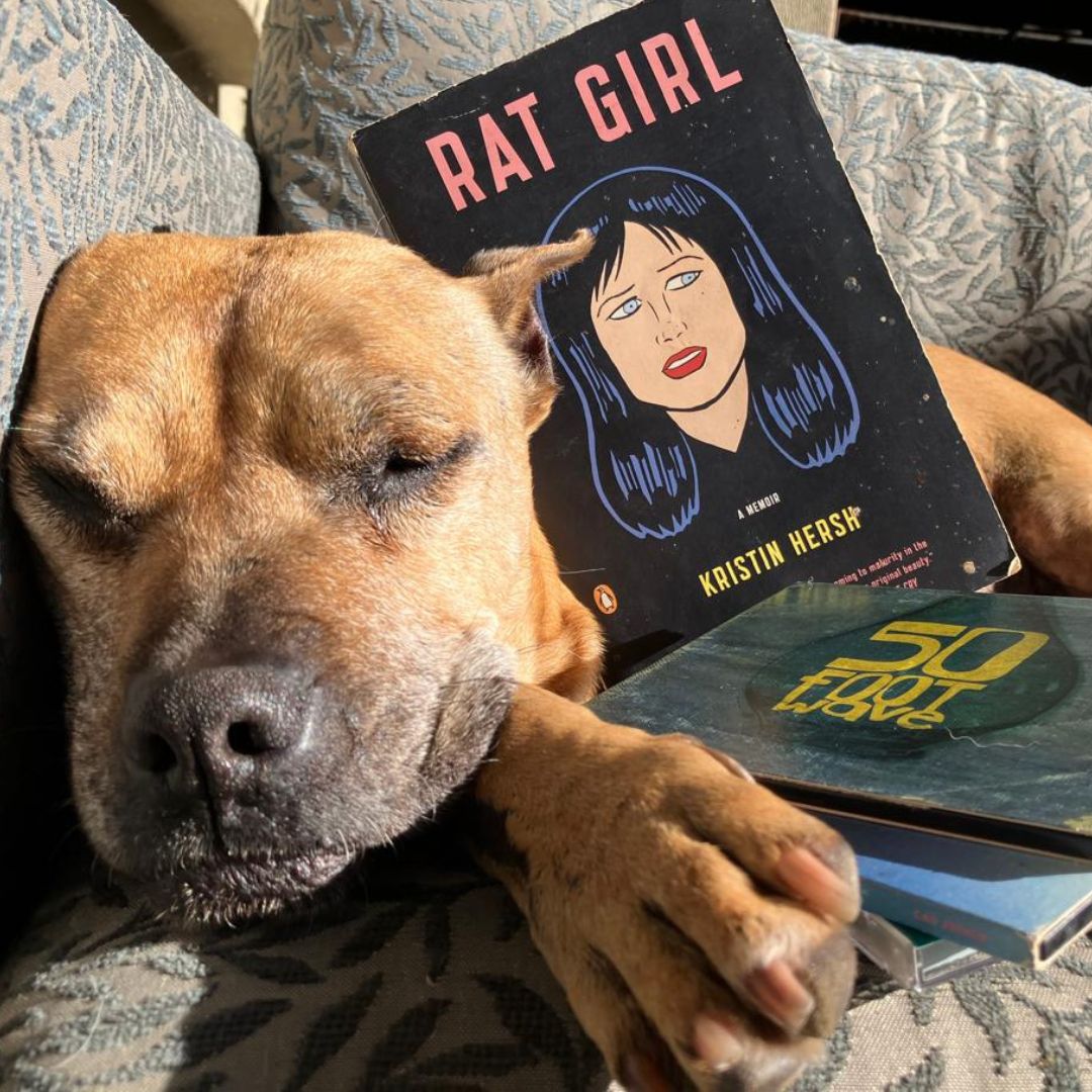 BrunoMacDonald1's tweet photo. H𝐚p𝐩y 6𝟎t𝐡 𝐛i𝐫t𝐡d𝐚y…
…@kristinhersh.
Jo Maggs thinks you're the best.
@50footwave @throwingmuses #kristinhersh #50footwave #throwingmuses #ratgirl #dogsandbooks #dogsandalbums #RescueDogs https://t.co/AF09V8d6oq