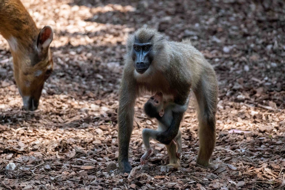 Bioparc's tweet photo. Nace en BIOPARC Valencia uno de los primates africanos en mayor peligro de extinción  

📰 Noticia completa en este enlace: https://t.co/FJyBicfJeR

#BIOPARC #BIOPARCValencia #dril https://t.co/YFVatpGlLb