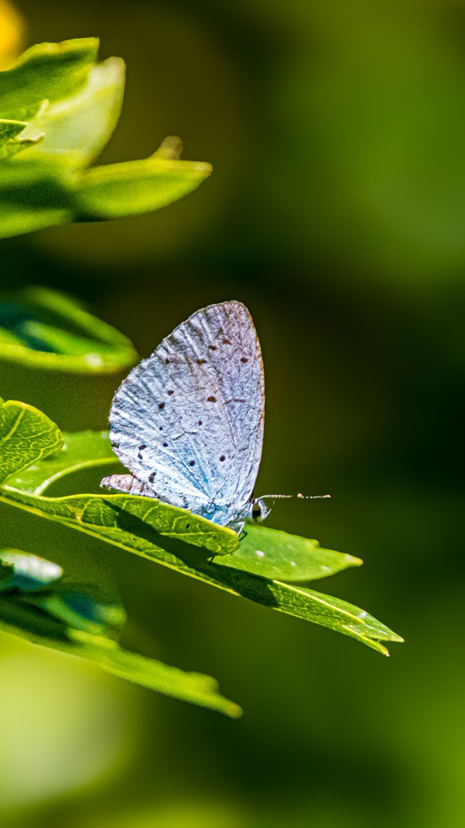dinobreezy's tweet photo. Goodmorning everyone ☕️ Have a lovely Friday with the Holly Blue (Celastrina argiolus), in Dutch 🇳🇱 Boomblauwtje 🦋
#GoodMorningX #FridayMotivation
#hollyblue #celastrinaargiolus #Boomblauwtje #butterfly #gknfotografie https://t.co/ILAoirFsRU