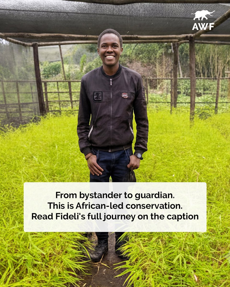 AWF_Official's tweet photo. Climate resilience begins with people.

Around Rwanda's Volcanoes National Park, young people are restoring indigenous forests, protecting wildlife habitat, and demonstrating that lasting conservation starts within communities.

Read how youth are helping shape a more resilient future.

🔗 https://t.co/lncjByFNeZ