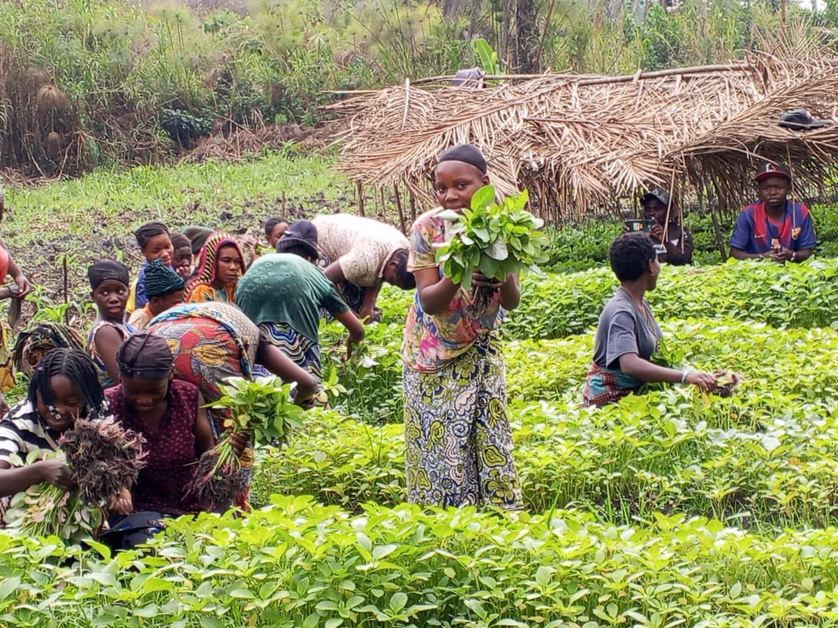 codevah's tweet photo. 🌱 Les communautés bénéficiaires du projet DRA, exécuté par @codevah en partenariat avec @caredrc ont entamé la récolte des amarantes dans les champs communautaires de Kichula et de Kananda. Une étape importante vers le renforcement de la sécurité alimentaire. #DRA #CARE #CODEVAH https://t.co/58jILDTnbL