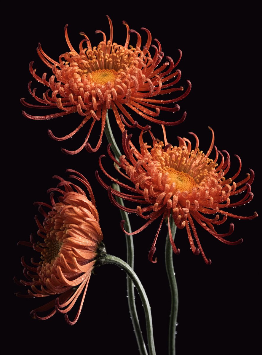 recraftai's tweet photo. Macro detail that holds up close. Water droplets, petal texture, insect skin — sharp where it needs to be, soft where it doesn't.

Recraft V4.1 renders fine natural detail without the waxy AI look.

Prompts ↓ https://t.co/gEzqphNC6S
