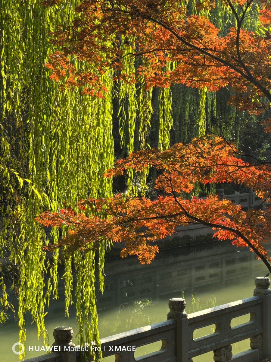 kangchboarder's tweet photo. Sunny autumn afternoon vibes  Strolling through the park with golden leaves crunching underfoot—perfect little day escape! https://t.co/BdUaUTiVHc