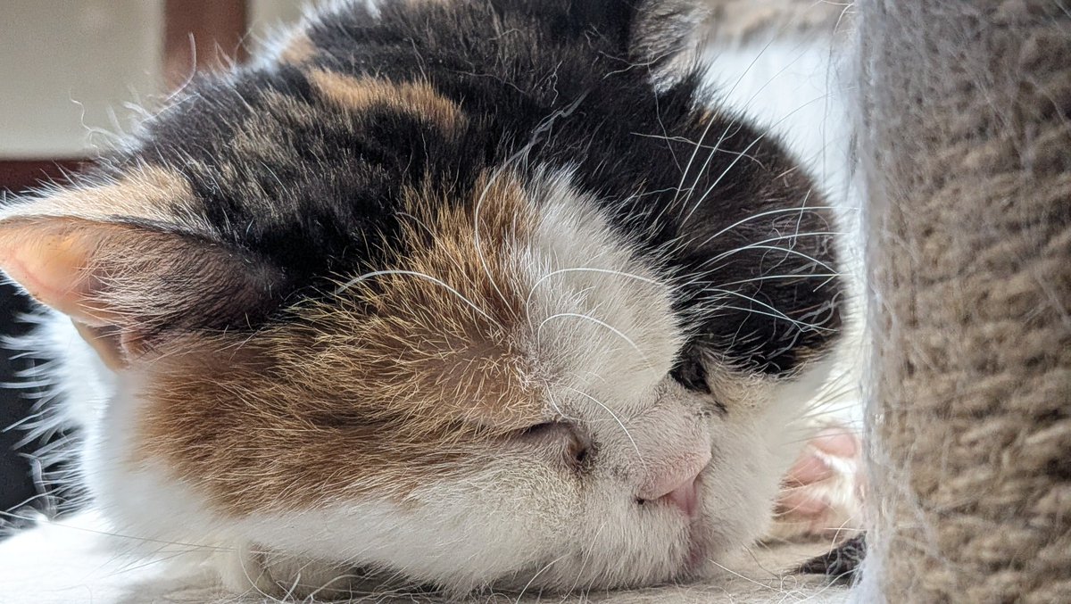 iceston's tweet photo. 🐱 https://t.co/A7LHAj9nX8