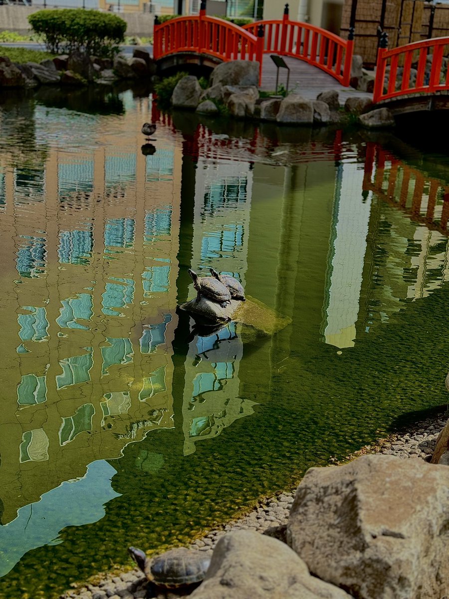 LostJedi_India's tweet photo. What's your favourite reflection shot?

#theme_pic_world_reflections https://t.co/5qjRFjegVM