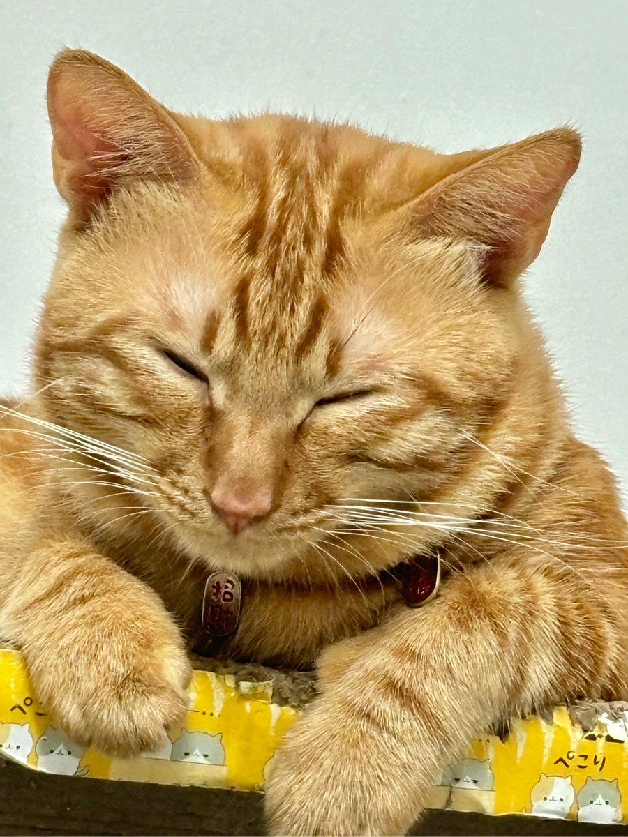girly_nerds's tweet photo. Caught my intern accidentally using the office cat as a stress ball during a crunch meeting  Turns out the purr-fect desk accessory = way better than a fidget spinner. #WorkLife #OfficeChaos https://t.co/epD6VV8Dve