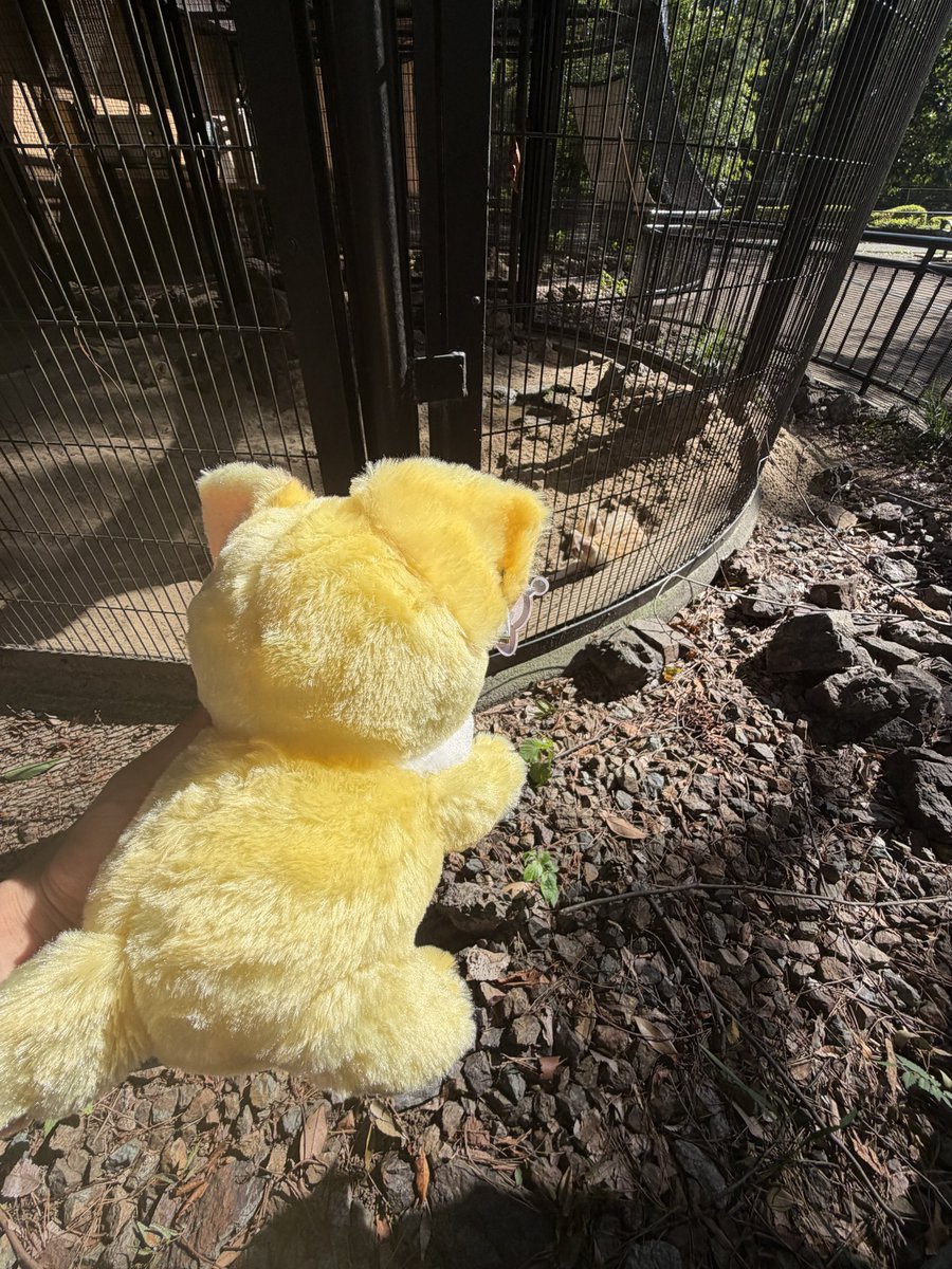 crossbow_po's tweet photo. ワイのほぼぬいあらちゃ���とフェネック見に行きました！カワイイね！
 #なかまちみられ https://t.co/yFBQfb7LbZ