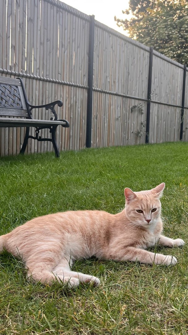 vigipets's tweet photo. 🟠 🐱 Chat perdu le 03/08/2026 �� Tourcoing (59200).
Race : Européen / Âge : 1 an(s)
Acko / Mâle / Identifié(e) : Oui

☎️ 0609515005
📧  ellyne0206@gmail.com

#chatperdu #chattrouve #chat #perdu #trouve https://t.co/xxUQop3XD3