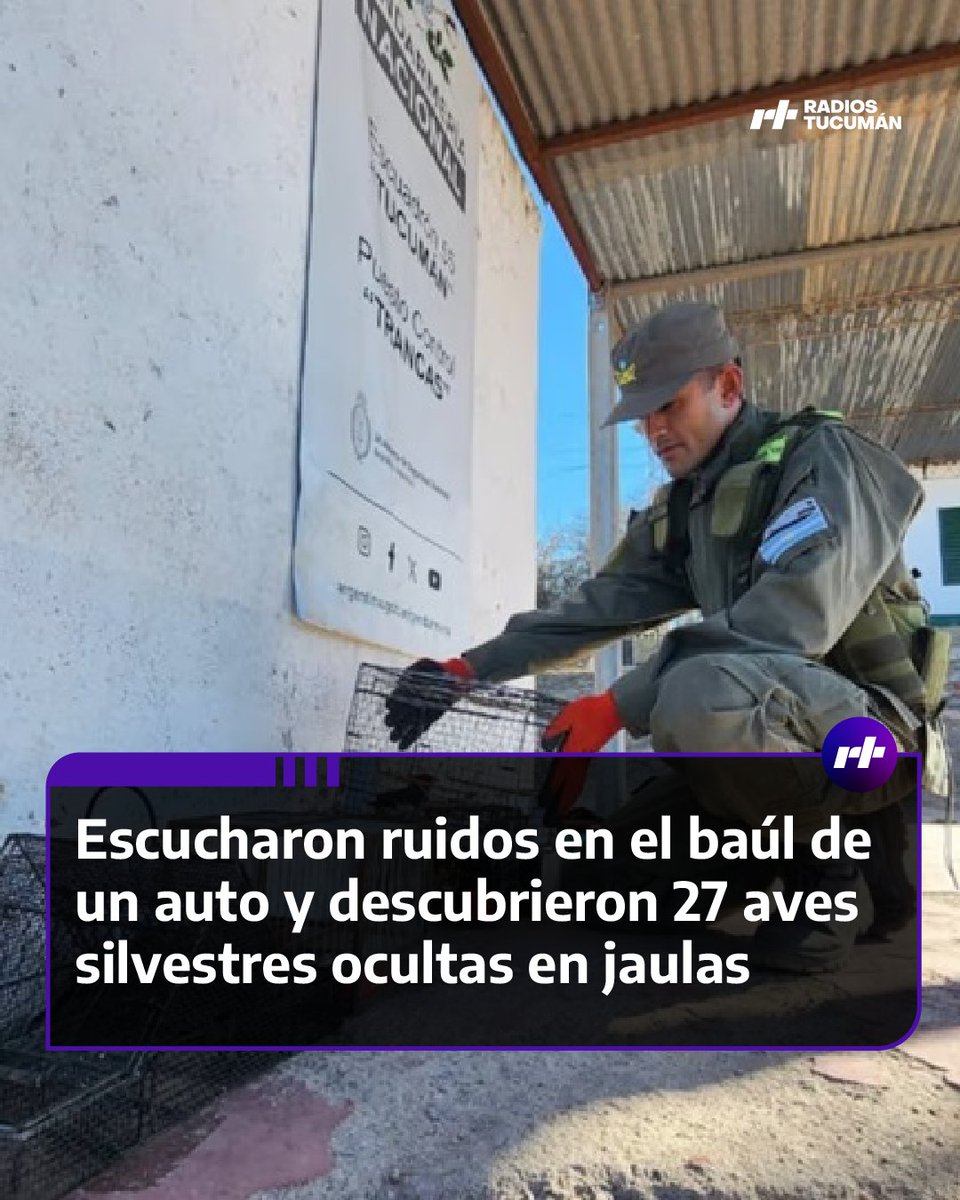 radiostucumanok's tweet photo. 🕊️ Escucharon ruidos en el baúl de un auto durante un control sobre la Ruta 9 y encontraron 27 aves silvestres ocultas en jaulas. Fueron rescatadas y liberadas por disposición de las autoridades. 🚔🌿
#Tucumán #Gendarmería #FaunaSilvestre #Ruta9 https://t.co/ZKrnMyHhri