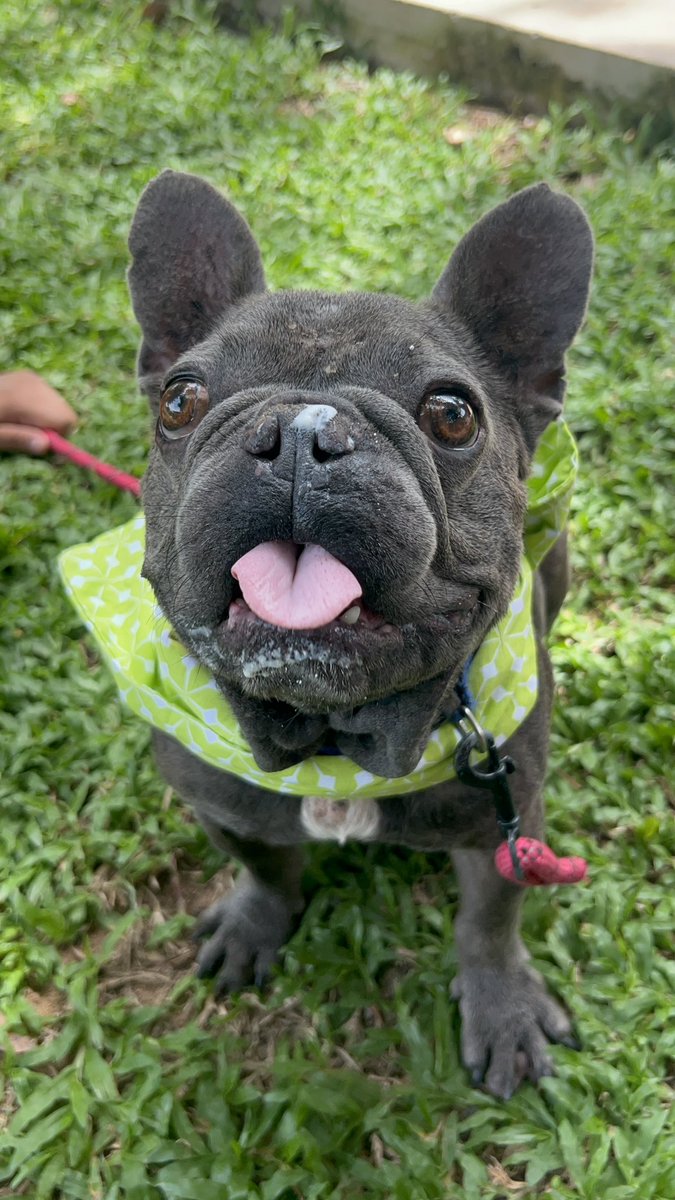 happydoggothai's tweet photo. เมนูพิเศษสำหรับเด็กดี สตีฟเอนจอยกับไอติมโปะปูอัดมากๆเลยครับ💚🐶 https://t.co/l9XI3CqrR3