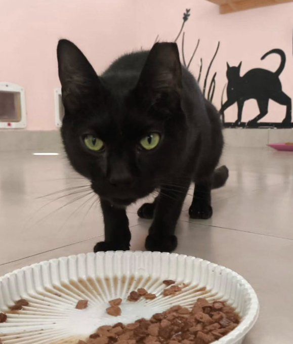 catlandrescue's tweet photo. Fisher tinha sido adotado em janeiro, mas infelizmente foi devolvido dias depois, com a justificativa de "não ter se adaptado". Em dias, gatinho nenhum se adapta mesmo... 🙄

Hoje só quer um cantinho seguro para ser dócil e amado: adote@catland.org.br ❤️ https://t.co/UyG5o1mkqj