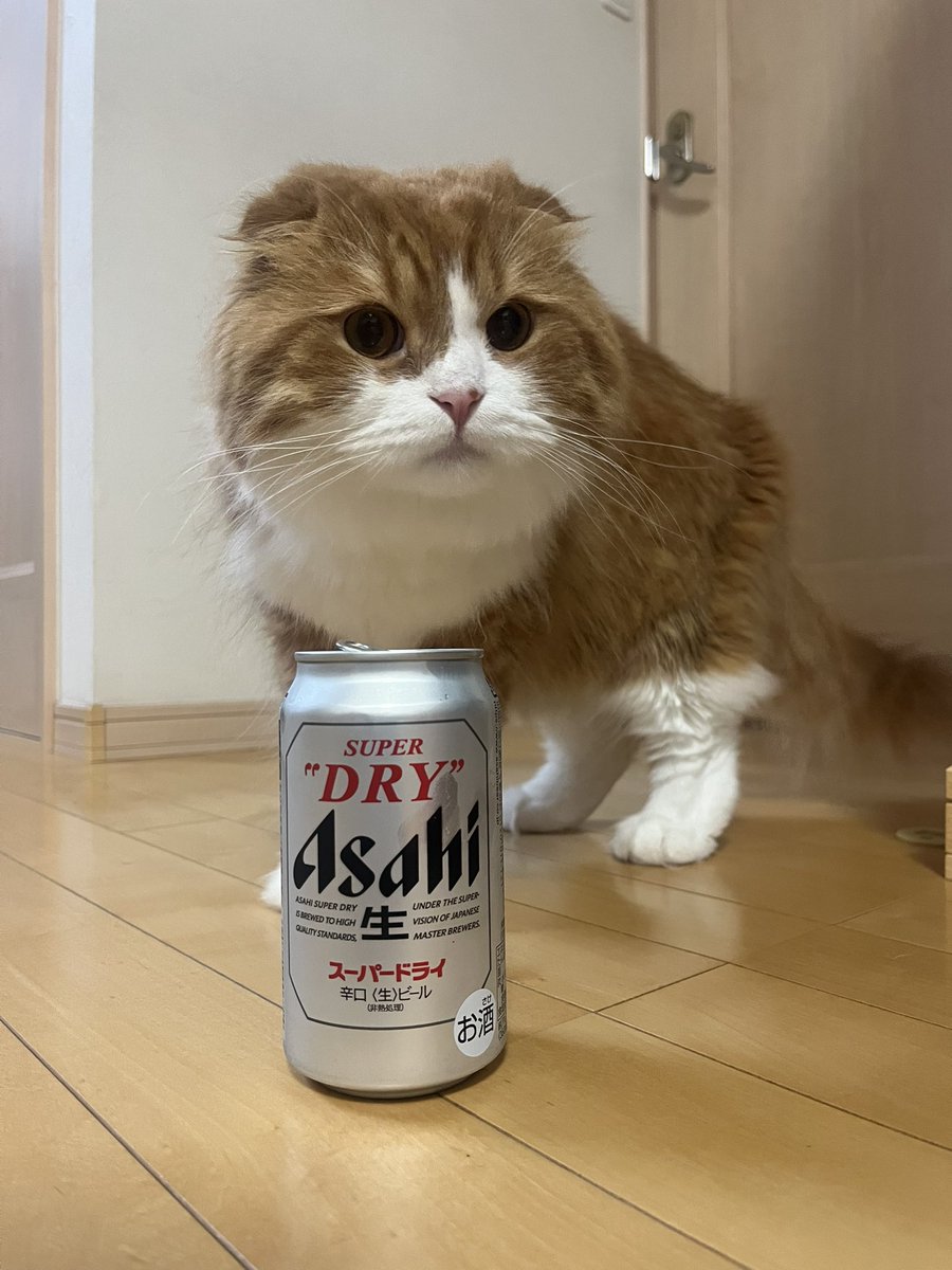 abo_chance's tweet photo. 1日働いた後のビールは最高だにゃ🐾 https://t.co/NUMk2vYpj4