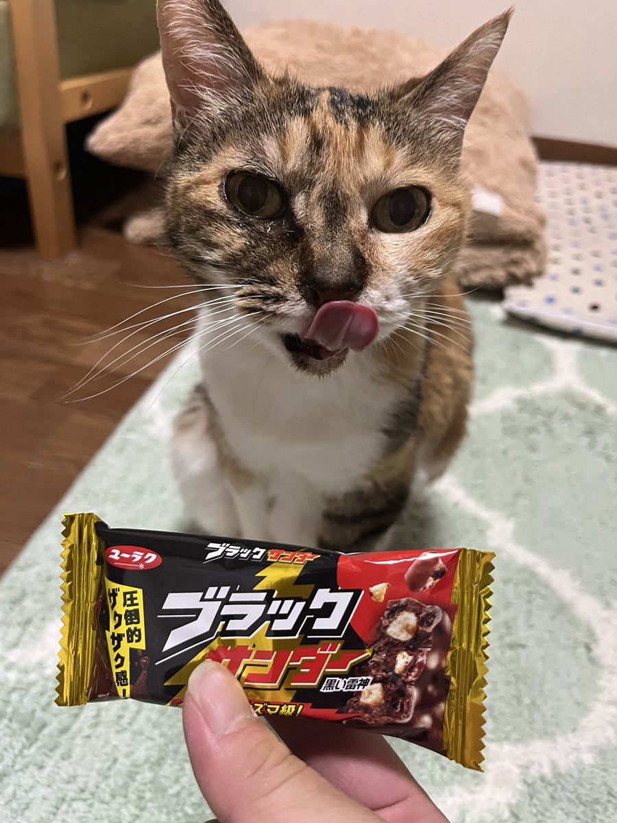 takuya486901's tweet photo. @Yoake_t ウチの猫🐈🥰 https://t.co/ijuirsHgbI