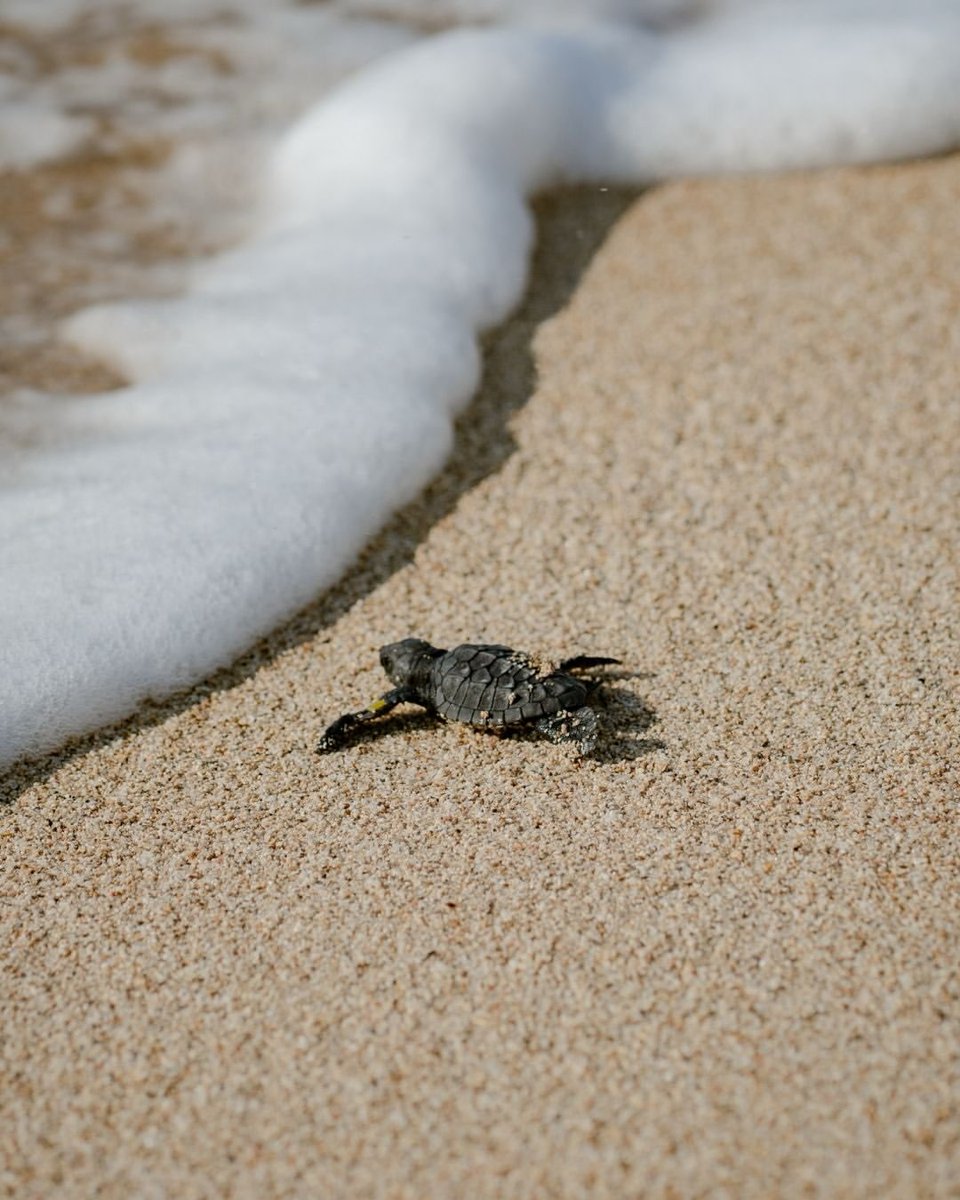 AMAZlNGNATURE's tweet photo. A newborn turtle touches the sea for the first time https://t.co/10s7wFNW6v