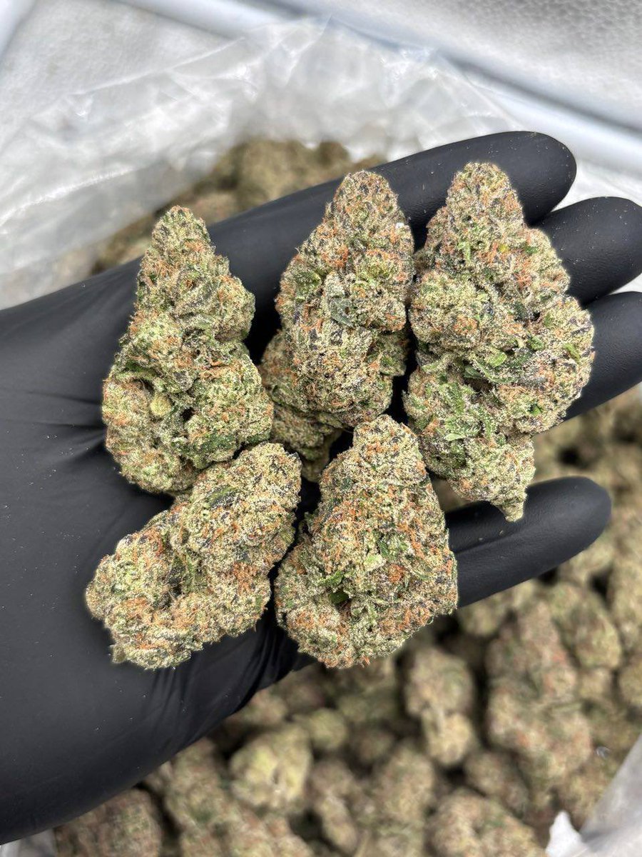 JUNKD3LVRRY's tweet photo. ⬆️Wild burst indoors 💥
Loud sweet tropical candy runtz nose mixed with Lcg terps. Sticky cheap ins for a steal 🏷️ with good color appeal 💥🔥
Pound/ 700
Available in but and bulk
https://t.co/PkHoMtd3qv
#stayhigh #weedplugusa #cannabisweed #cannabisplug #fourtwenty #UK #weed #cannabis #england #gorillagrow #fastbuds #autoflowers #thca #stoners #stonerslife #highlife #medicalcannabis #Solventless #CannabisCommunity #WeedTwitter #Terps #LiveRosin #CannabisCulture #HashHead #ColdCure #FreshPress #CannabisCommunity #DabLife