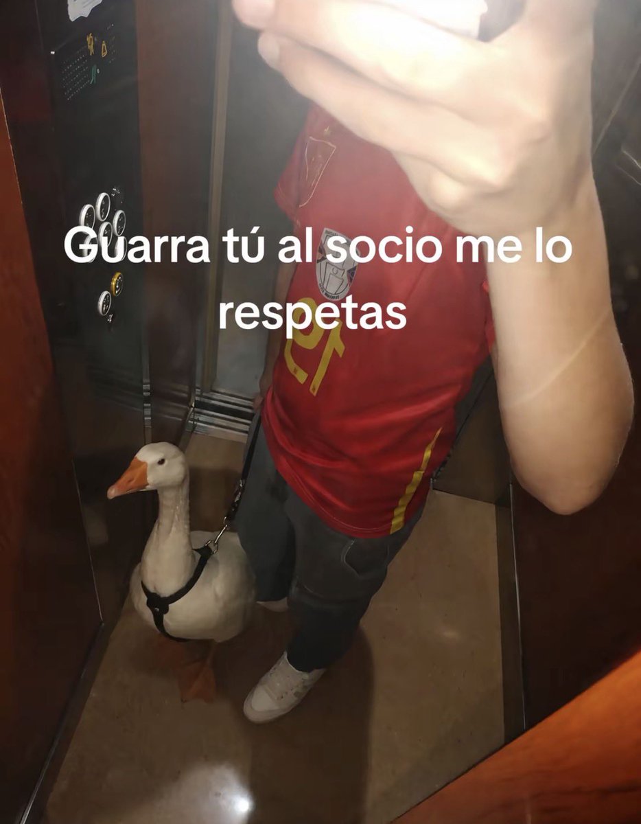 gatorm_'s tweet photo. el puto ganso tu https://t.co/AwAH5aJilx