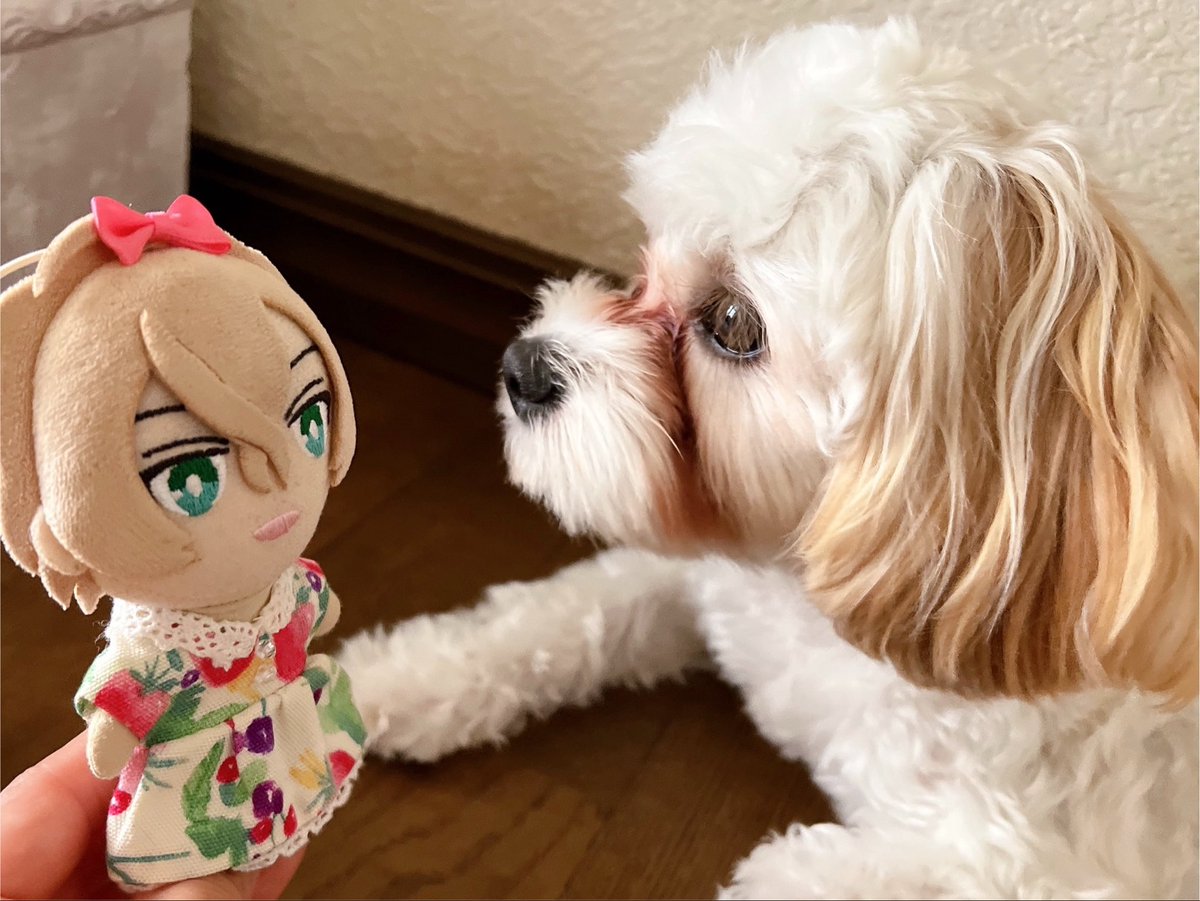 jam__vanilla's tweet photo. わー🐶 いぬのしすまいく⁉️
いぬまぼ 垂れ耳だー🐶💕💕

垂れ耳愛好家として げっとしなきゃ🥰💕💕 https://t.co/WPggPxUIPG
